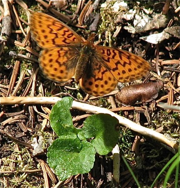 Photo of Boloria epithore by Rosemary Taylor